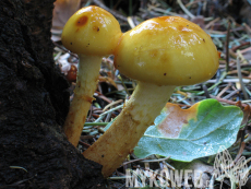 Pholiota adiposa