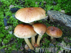 Pholiota highlandensis