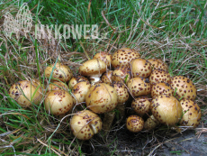 Pholiota jahnii