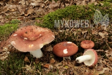 Russula vesca