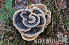 Trametes versicolor