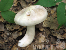 Entoloma sinuatum