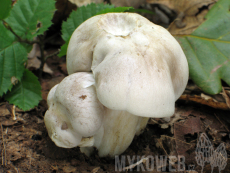 Entoloma sinuatum