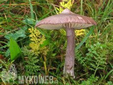 Entoloma porphyrophaeum