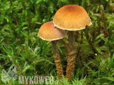 Cystoderma amianthinum