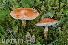 Cystodermella cinnabarina