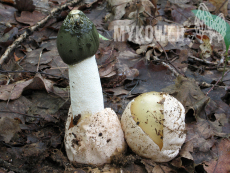 Phallus impudicus