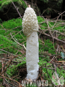 Phallus impudicus