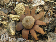 Geastrum corollinum