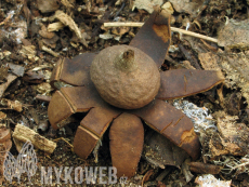 Geastrum corollinum