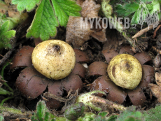 Geastrum corollinum