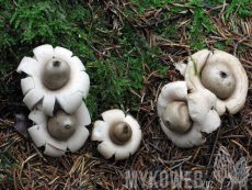 Geastrum fimbriatum