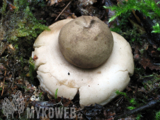 Geastrum fimbriatum