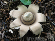 Geastrum fimbriatum