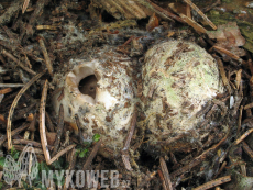 Geastrum fimbriatum