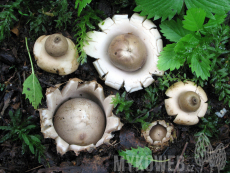 Geastrum fimbriatum