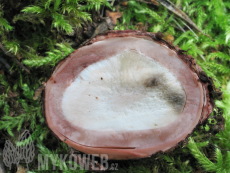 Geastrum rufescens