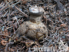 Geastrum pectinatum