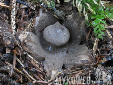 Geastrum pectinatum