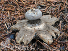 Geastrum pectinatum