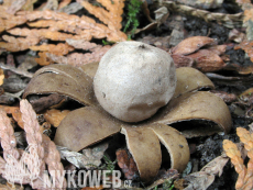 Geastrum floriforme