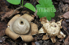 Geastrum lageniforme