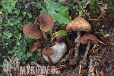 Inocybe calamistrata