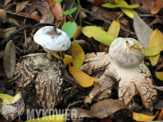 Geastrum striatum