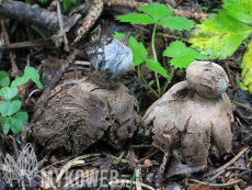 Geastrum striatum