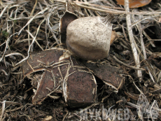 Geastrum schmidelii