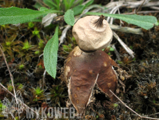 Geastrum schmidelii