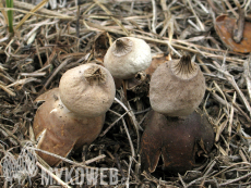 Geastrum schmidelii