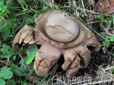 Geastrum michelianum