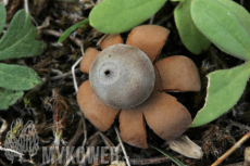 Geastrum hungaricum