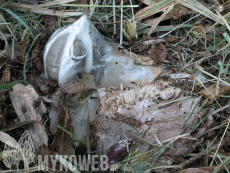 Clathrus archeri