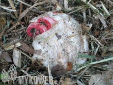 Clathrus archeri