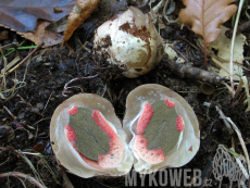 Clathrus archeri