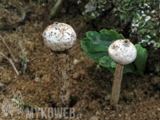 Tulostoma kotlabae