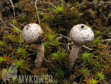 Tulostoma kotlabae