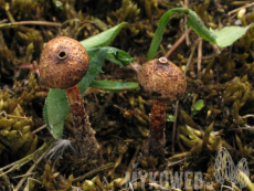 Tulostoma melanocyclum