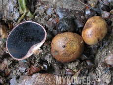 Scleroderma bovista