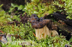 Gyromitra sphaerospora