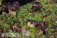 Gyromitra sphaerospora