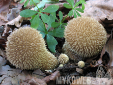 Lycoperdon echinatum