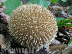 Lycoperdon echinatum