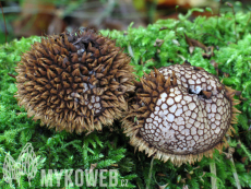 Lycoperdon echinatum