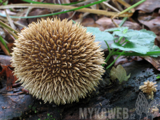 Lycoperdon echinatum