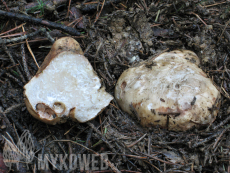 Choiromyces venosus