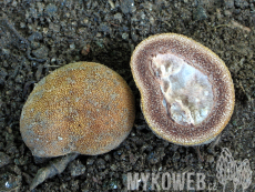 Elaphomyces muricatus