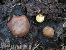 Elaphomyces asperulus